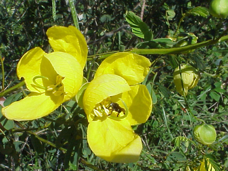 Cassia obovata